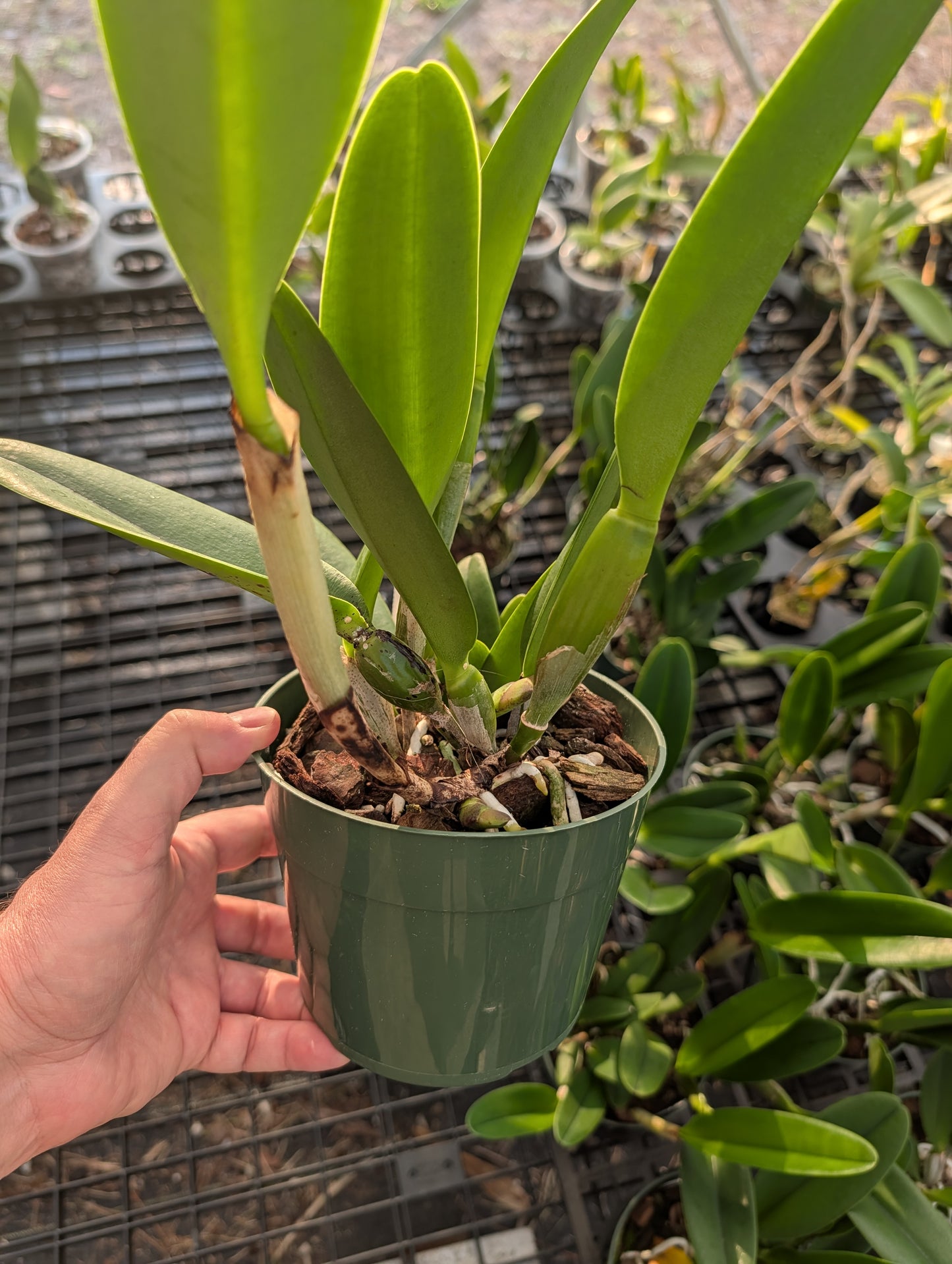 Rlc. Mem. Helen Kyrcz 'Volcano Queen' | BS not in bloom | 5.5" pot