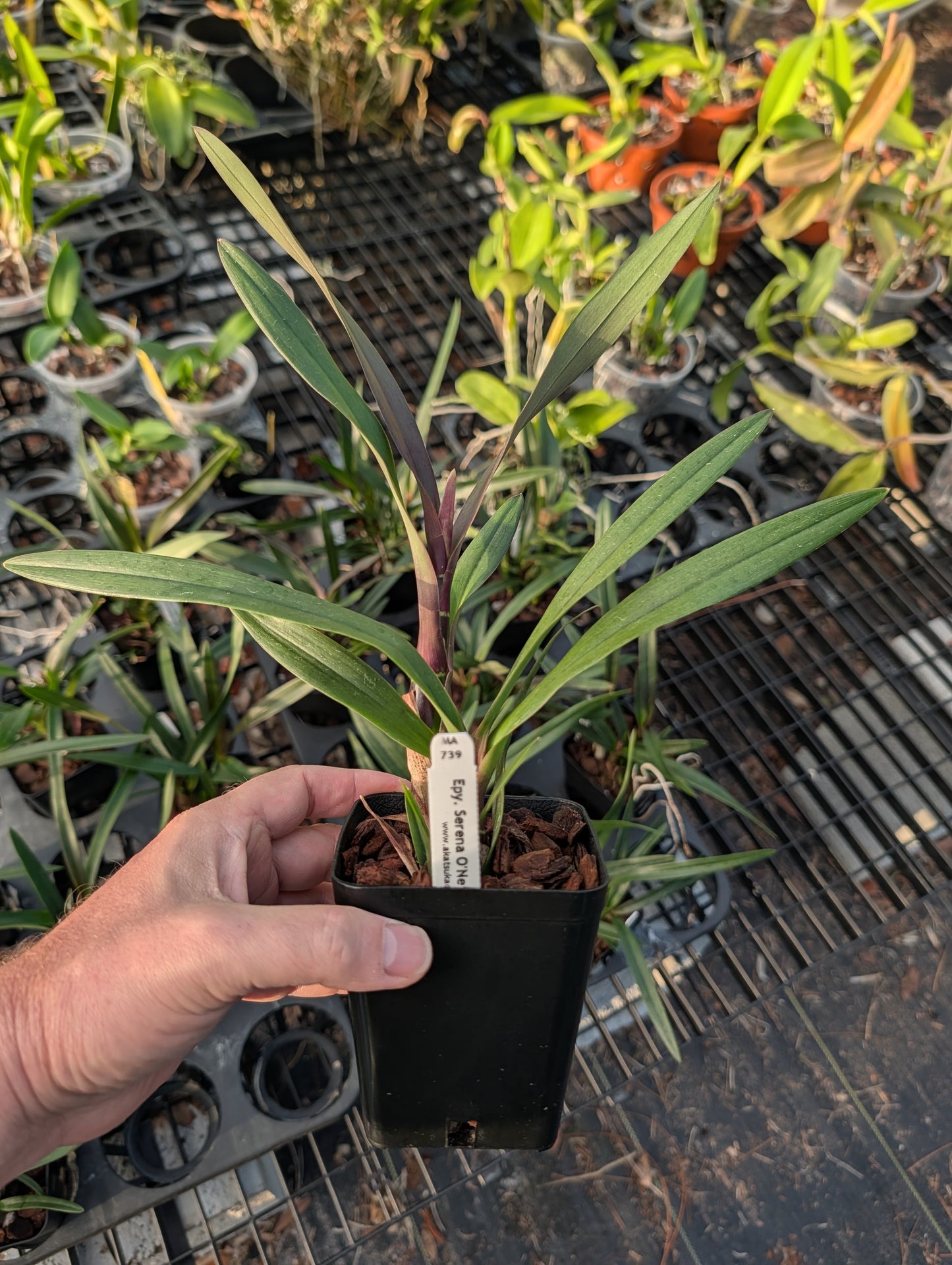 Epy. Serena O'Neil 'Volcano Queen' | BS not in bloom | 4" pot