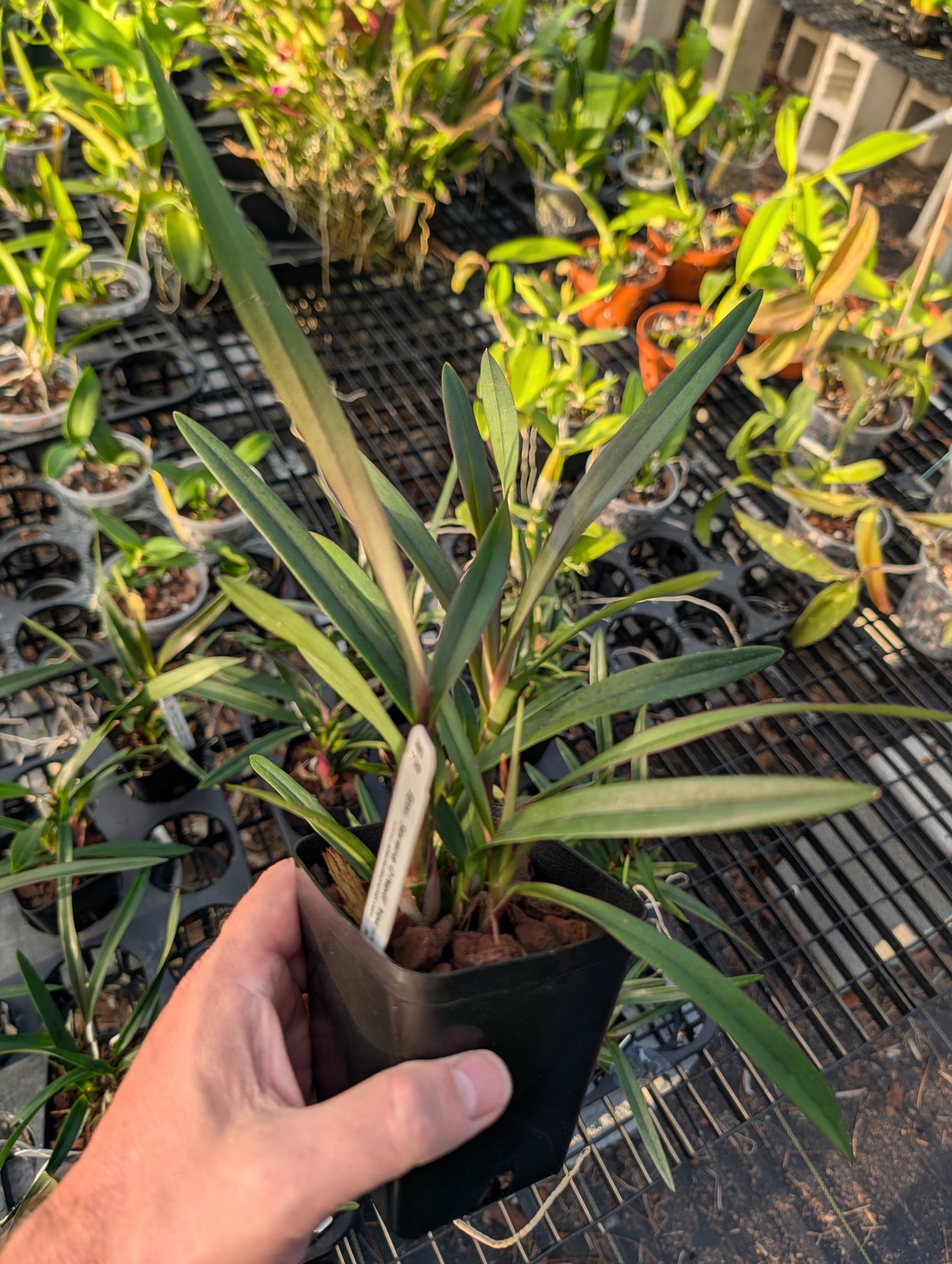 Epy. Serena O'Neil 'Volcano Queen' | BS not in bloom | 4" pot