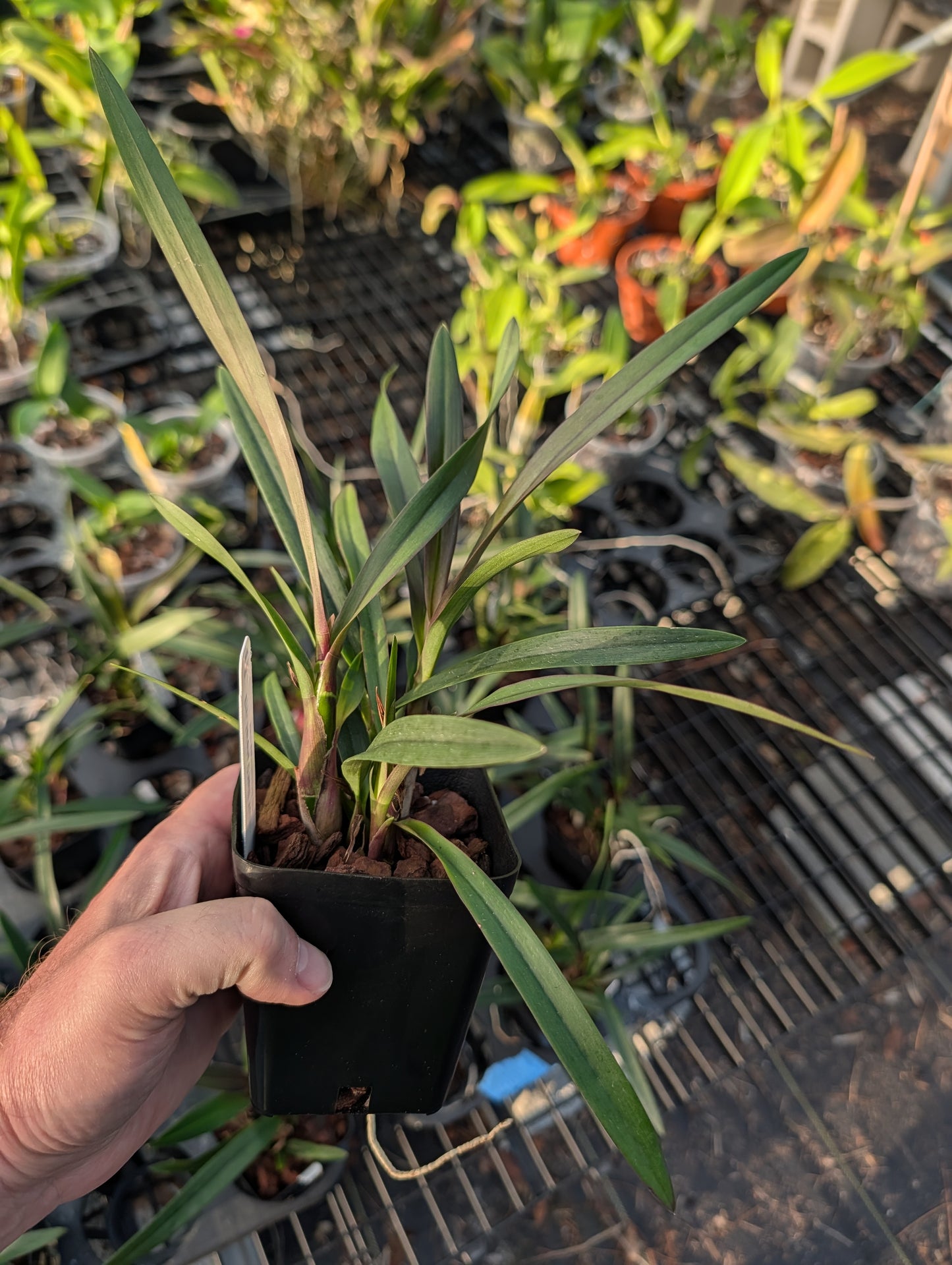 Epy. Serena O'Neil 'Volcano Queen' | BS not in bloom | 4" pot