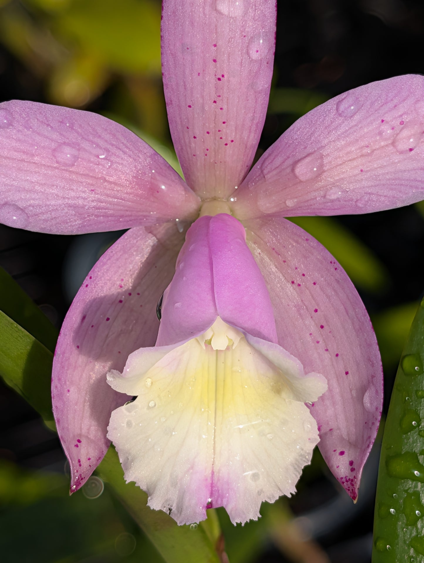 Bc. Walter August 'Pink Freckles' x C. loddigesii aquinii 'Alvaro Perelia' | BS not in bloom