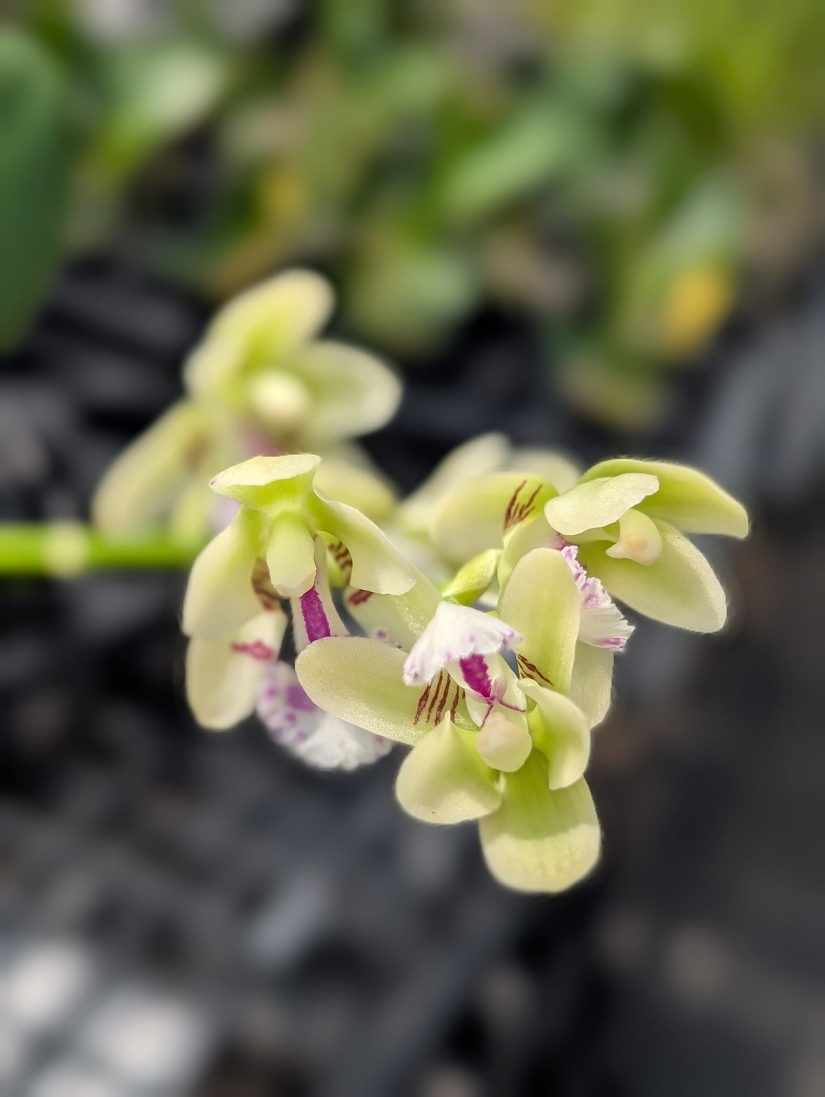 Phal. japonica | BS not in bloom | Cork mounted