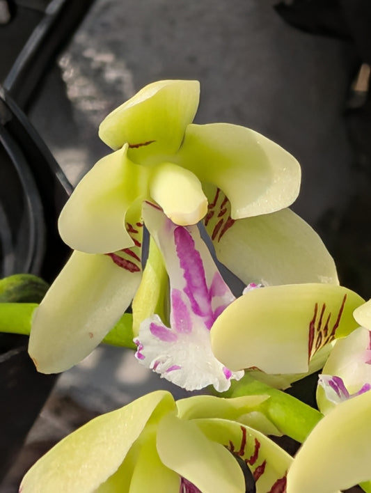 Phal. japonica | BS not in bloom | Cork mounted