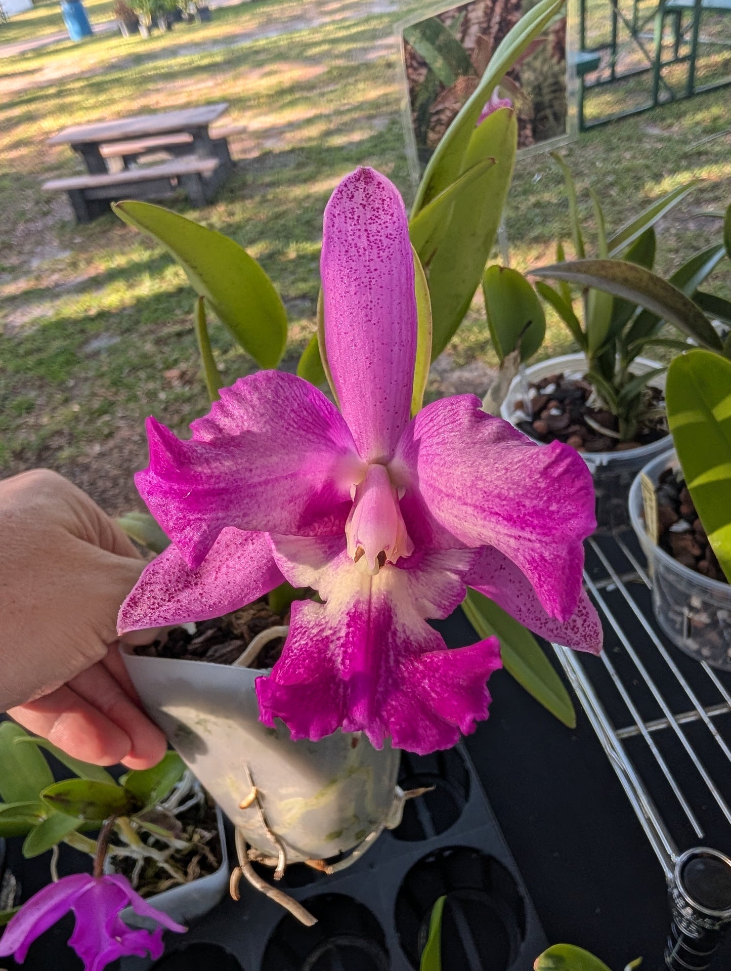 C. Nora's Melody x C. aclandiae 'Lues Black Lava' #2  | BS 4" pot