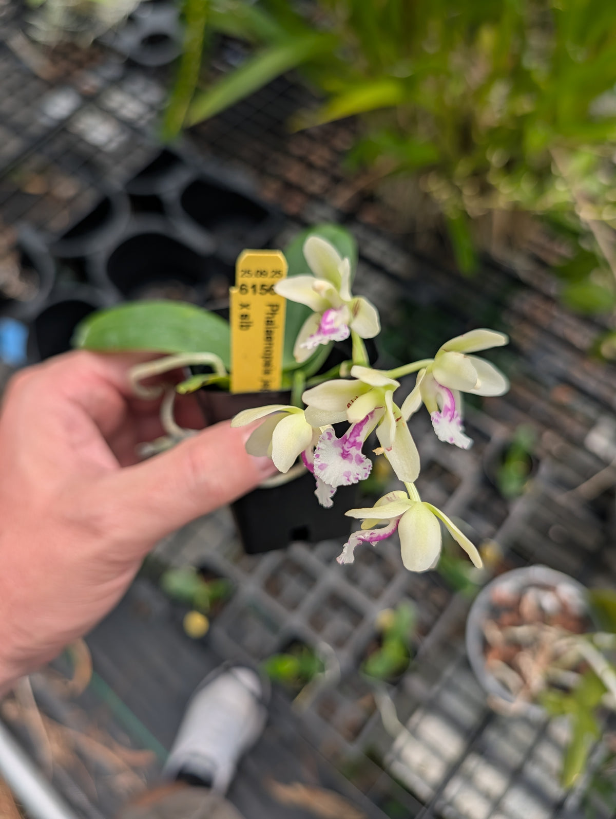 Phal. japonica | BS not in bloom | Cork mounted