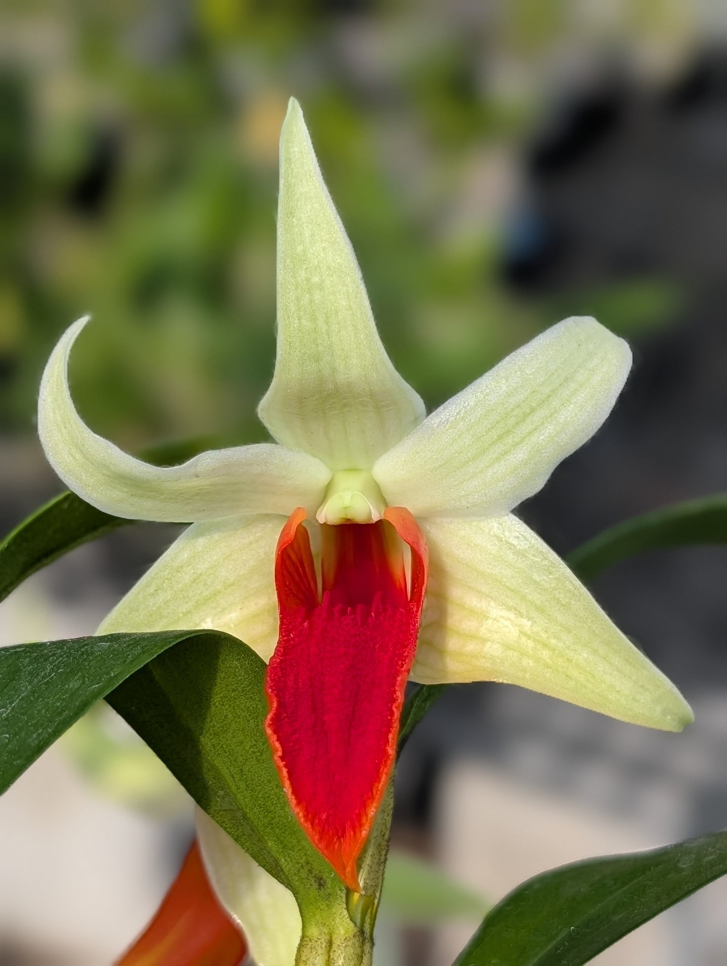 Den. Jiaho Delight 'Red Lips' | 3" pot | BS not in bloom