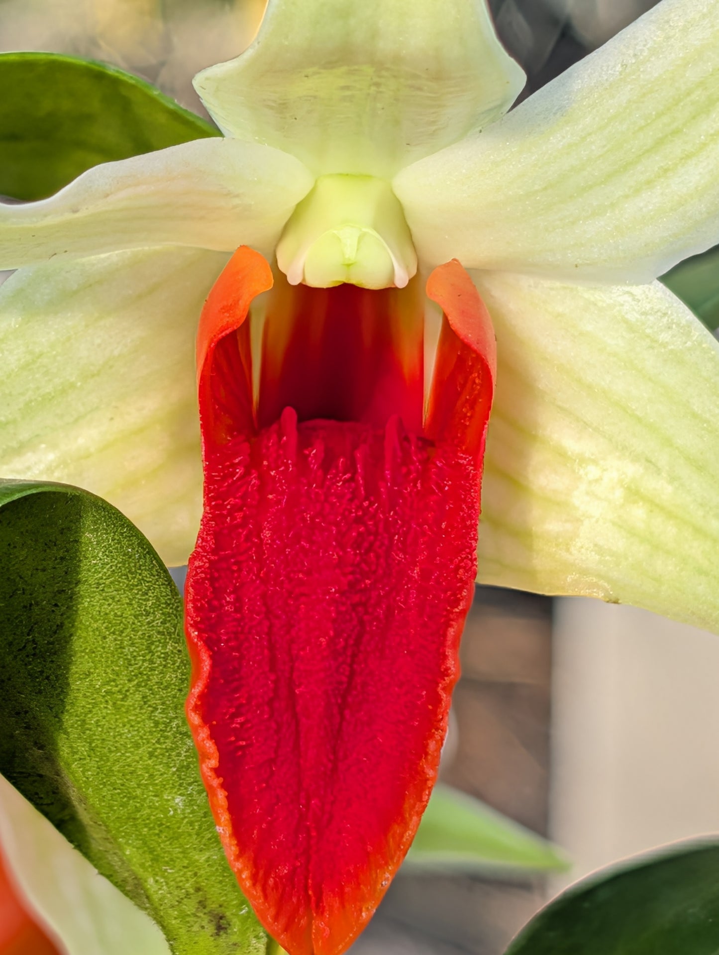 Den. Jiaho Delight 'Red Lips' | 3" pot | BS not in bloom