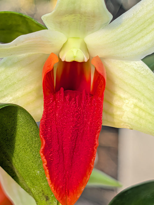 Den. Jiaho Delight 'Red Lips' | 3" pot | BS not in bloom