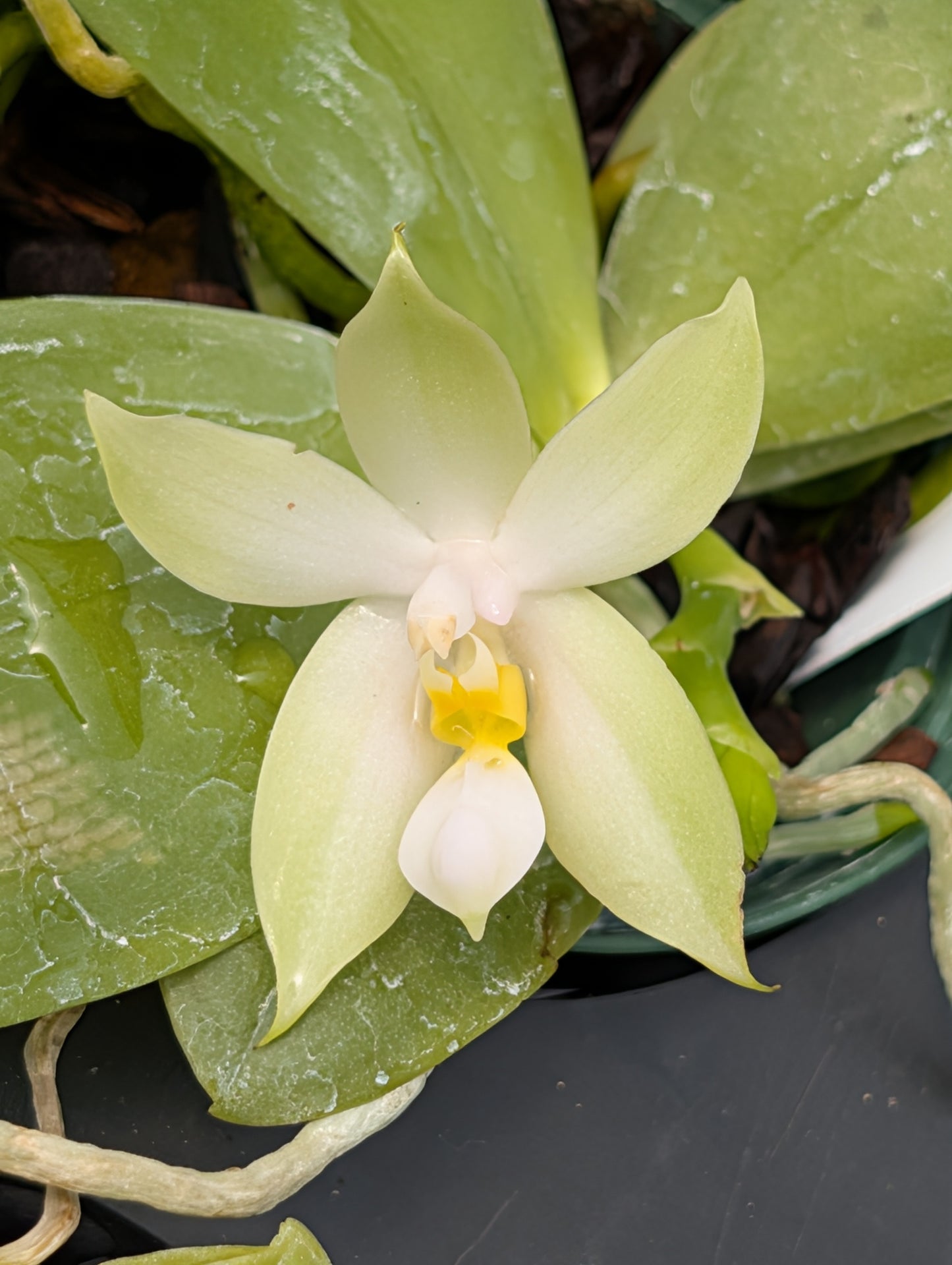 Phal bellina var. alba  | BS not in bloom