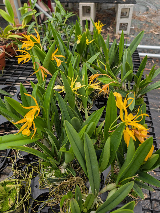 Bsn. Bill Worsley | BS | 4" pot