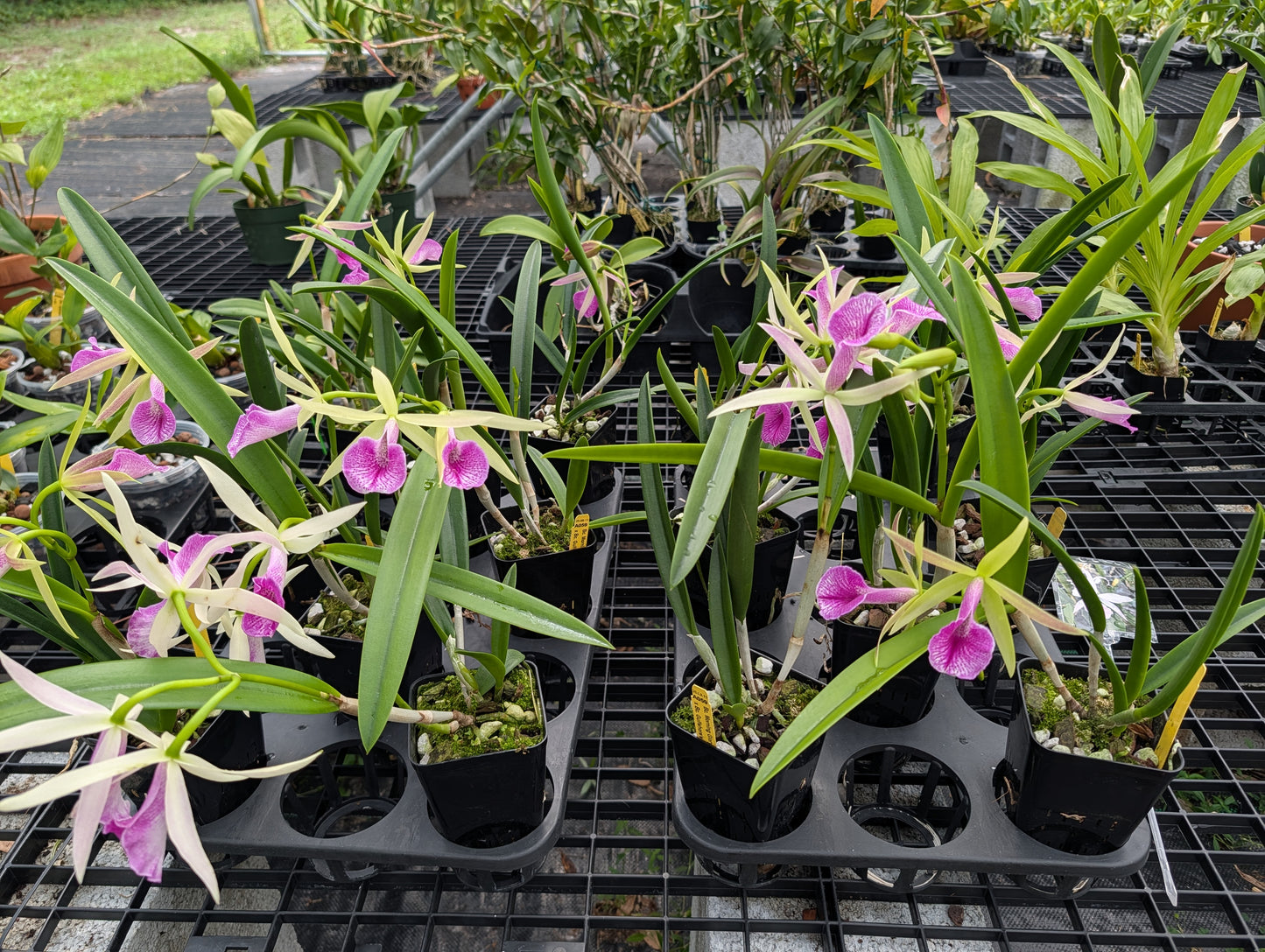 Bc. Morning Glory x Bc. Gulfshore's Beauty | BS not in bloom | 3.5 Pot