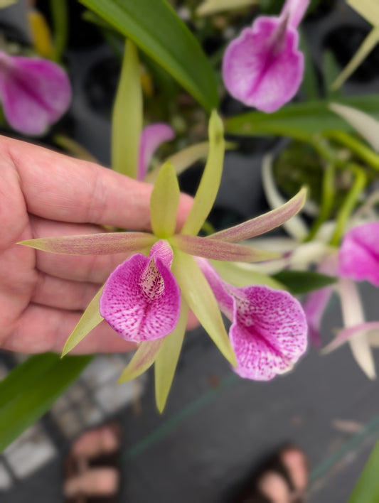 Bc. Morning Glory x Bc. Gulfshore's Beauty | BS not in bloom | 3.5 Pot