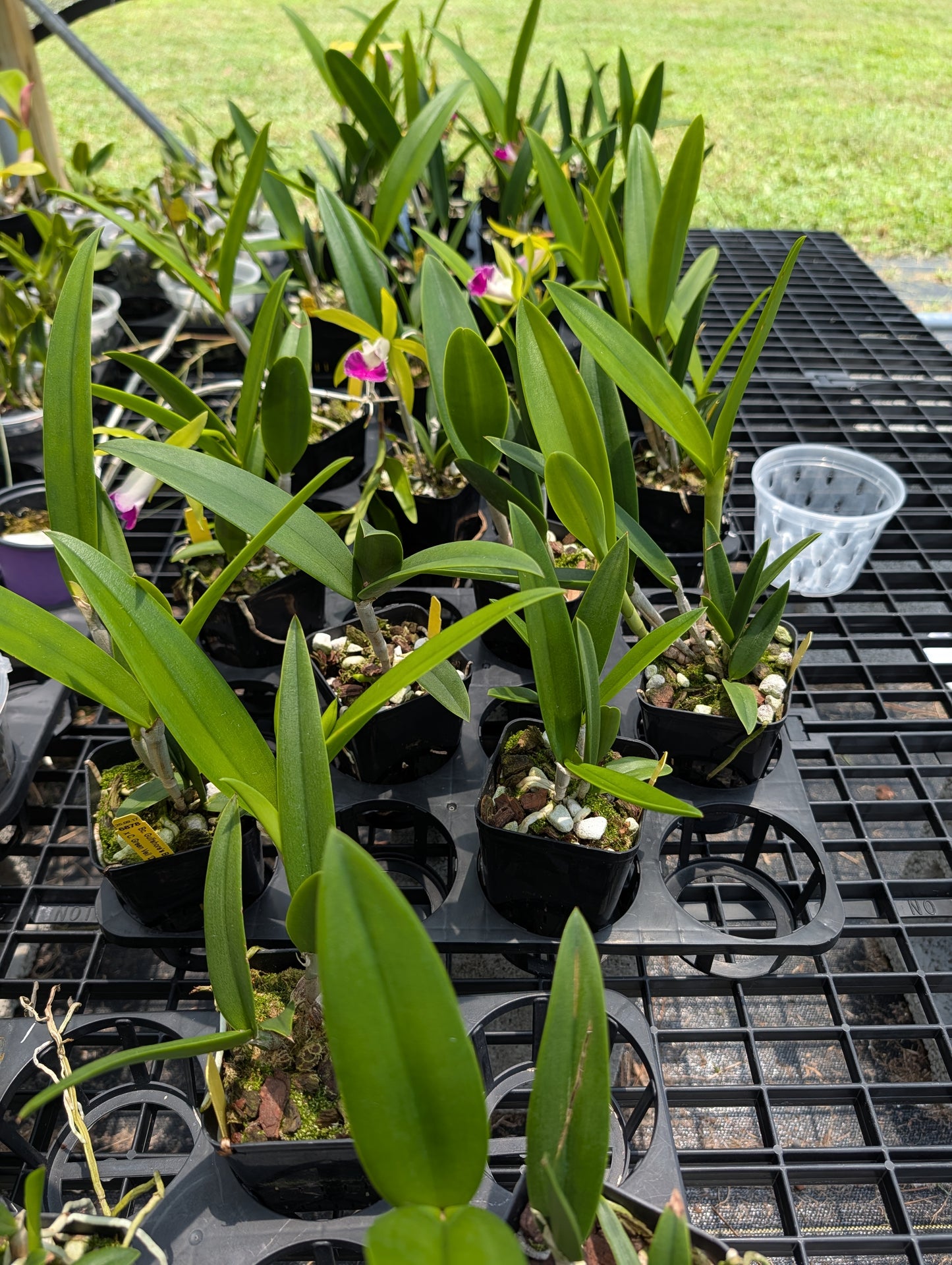 Brassocattleya Hilo Green Gem | BS not in bloom | 4" Pot