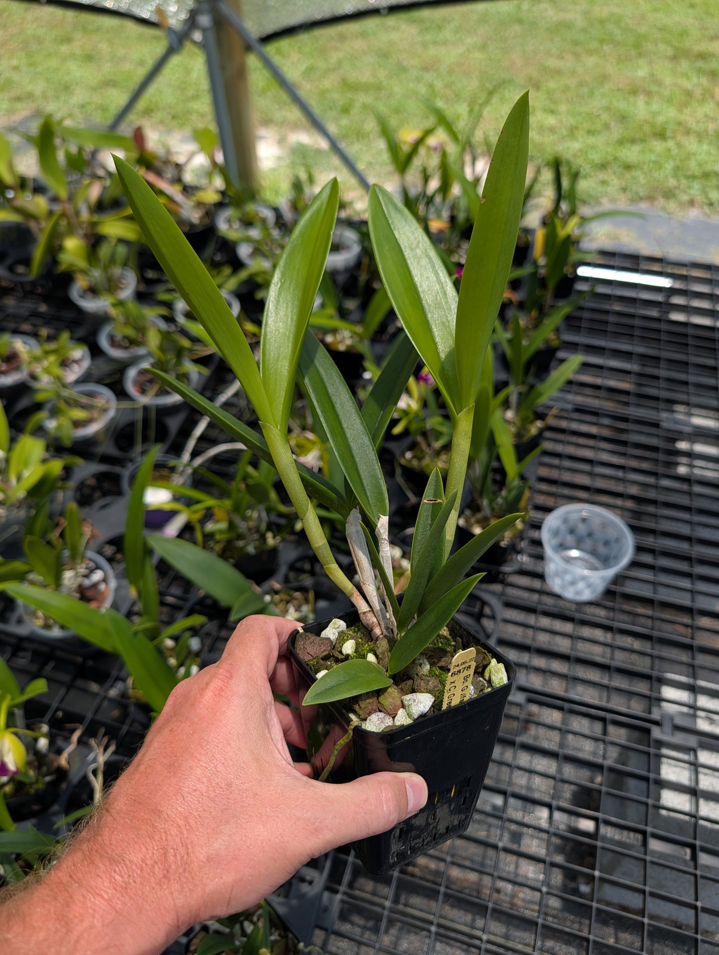 Brassocattleya Hilo Green Gem | BS not in bloom | 4" Pot