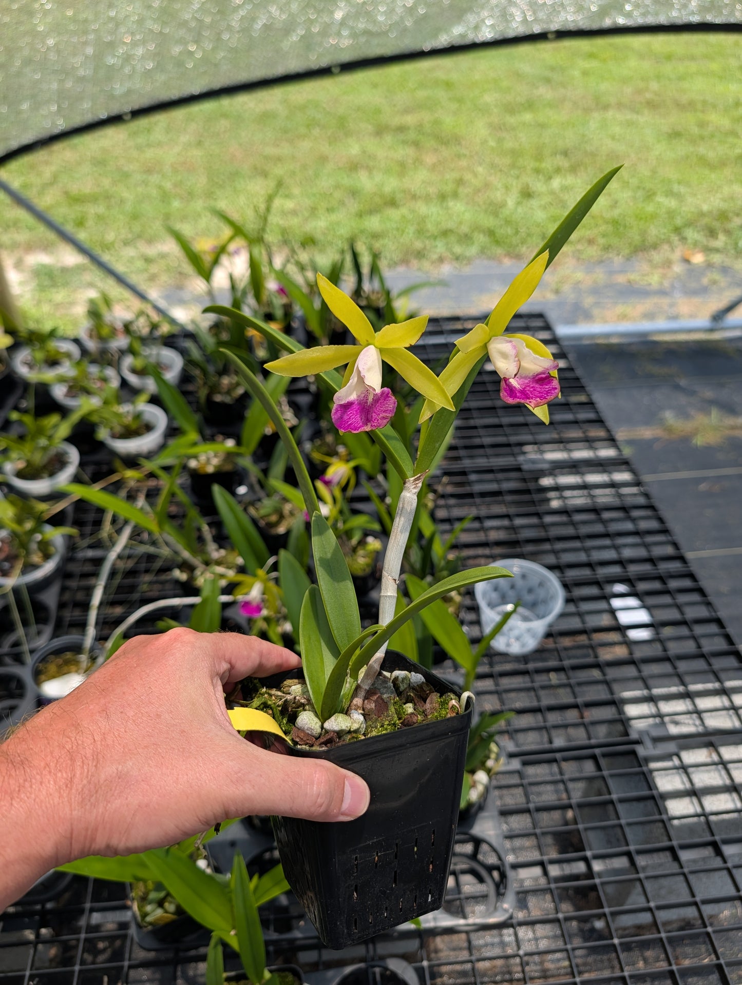 Brassocattleya Hilo Green Gem | BS not in bloom | 4" Pot