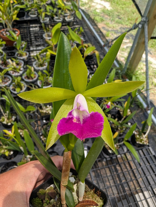 Brassocattleya Hilo Green Gem | BS not in bloom | 4" Pot