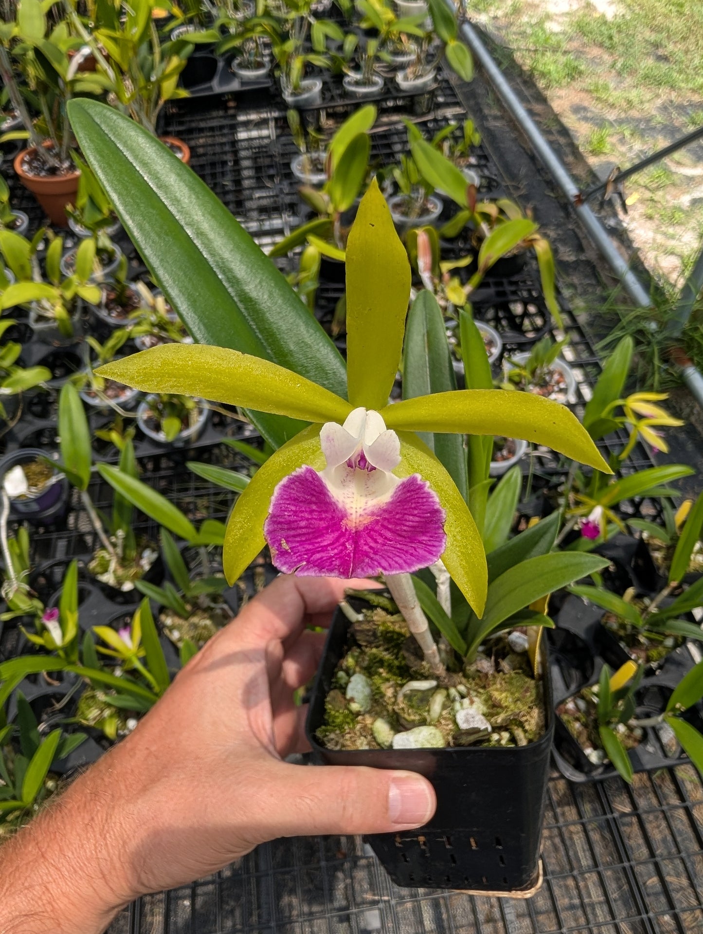 Brassocattleya Hilo Green Gem | BS not in bloom | 4" Pot