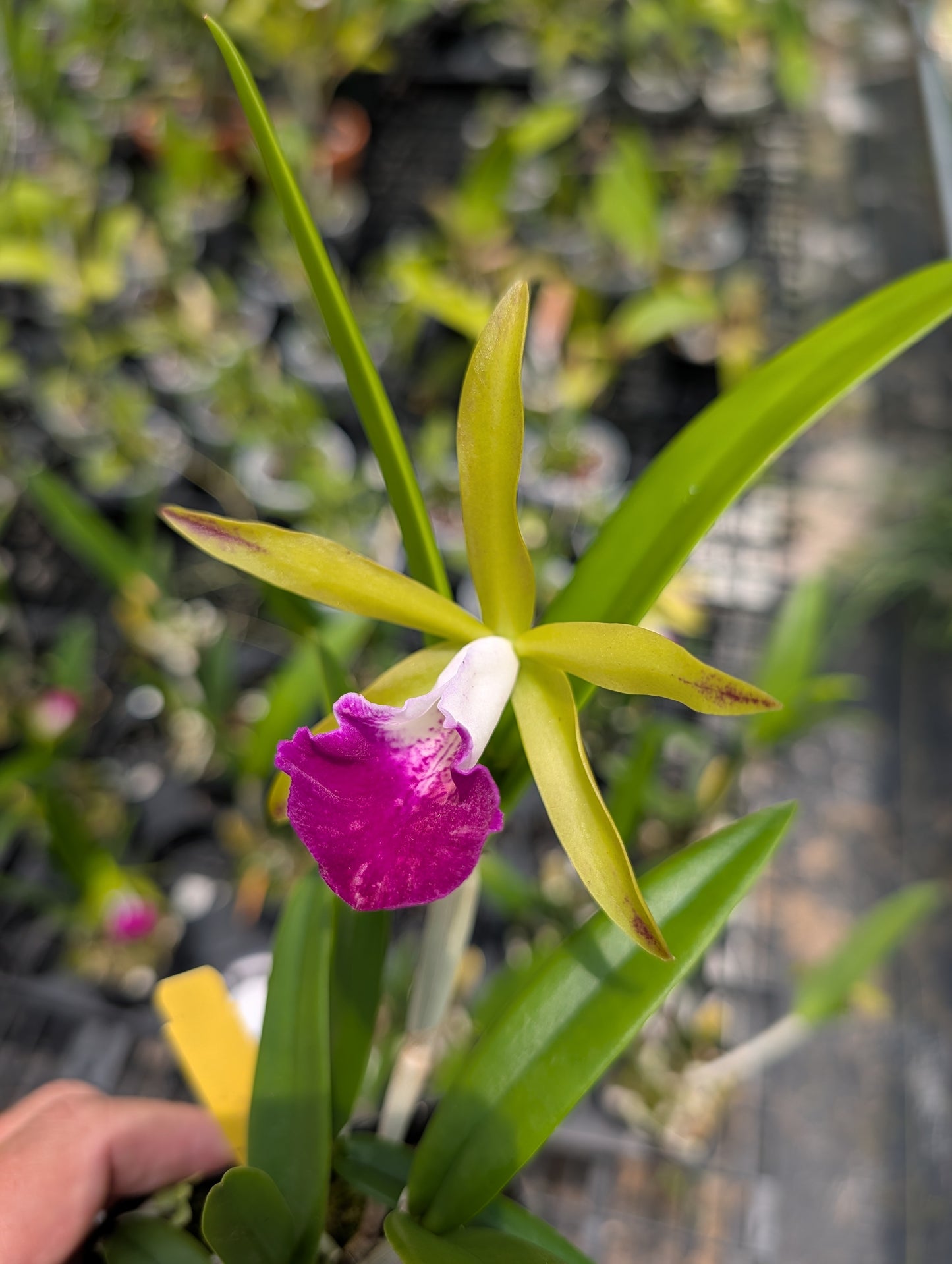 Brassocattleya Hilo Green Gem | BS not in bloom | 4" Pot