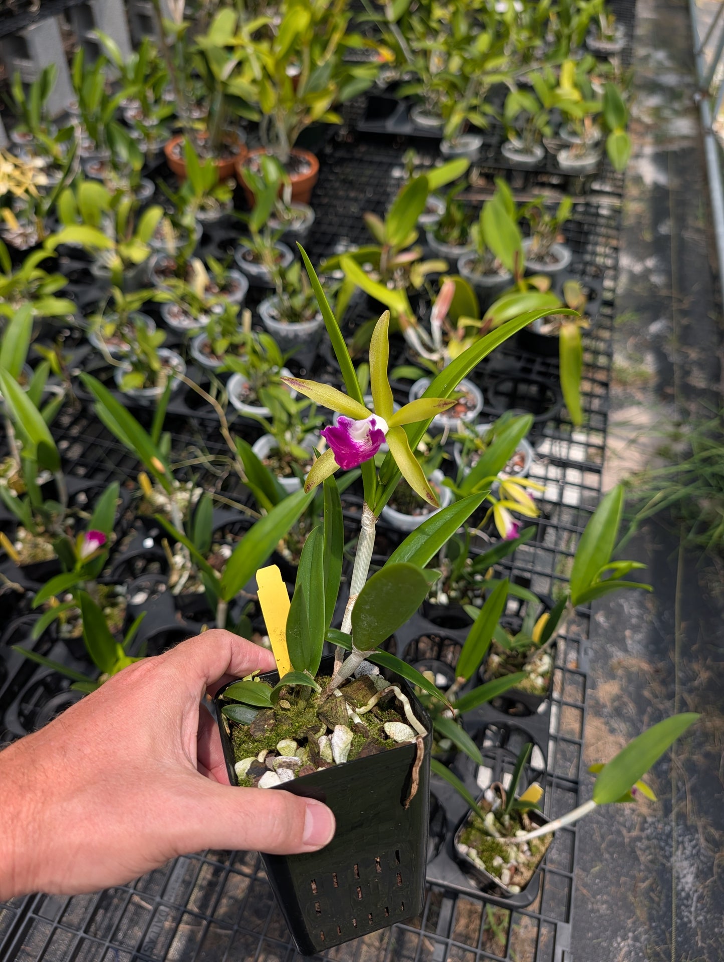Brassocattleya Hilo Green Gem | BS not in bloom | 4" Pot