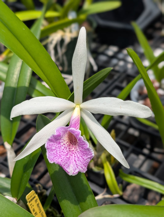 Bc. Morning Glory 'Ricardo' x C. rex '#3' | BS not in bloom | 3" pot