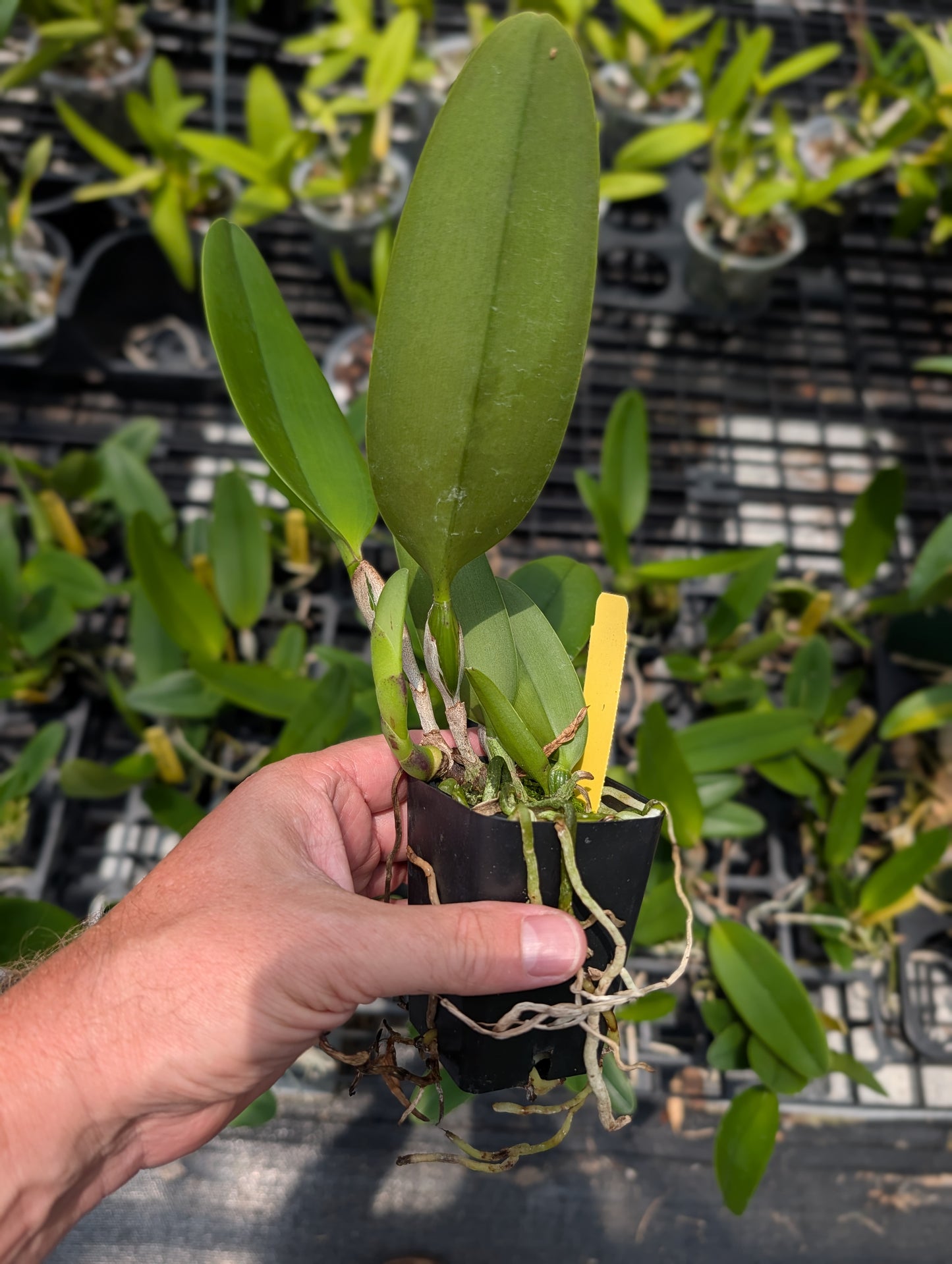 Rlc. White Spark | NBS | 3" pots