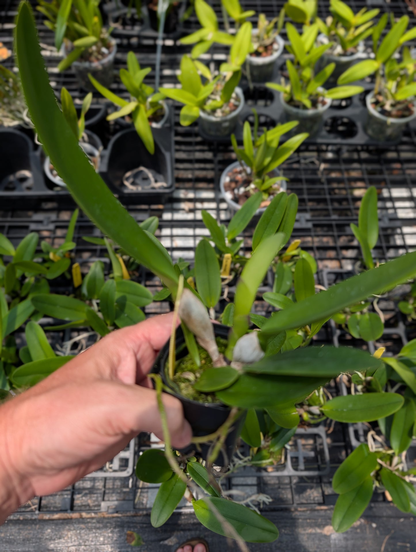 Rlc. White Spark | NBS | 3" pots