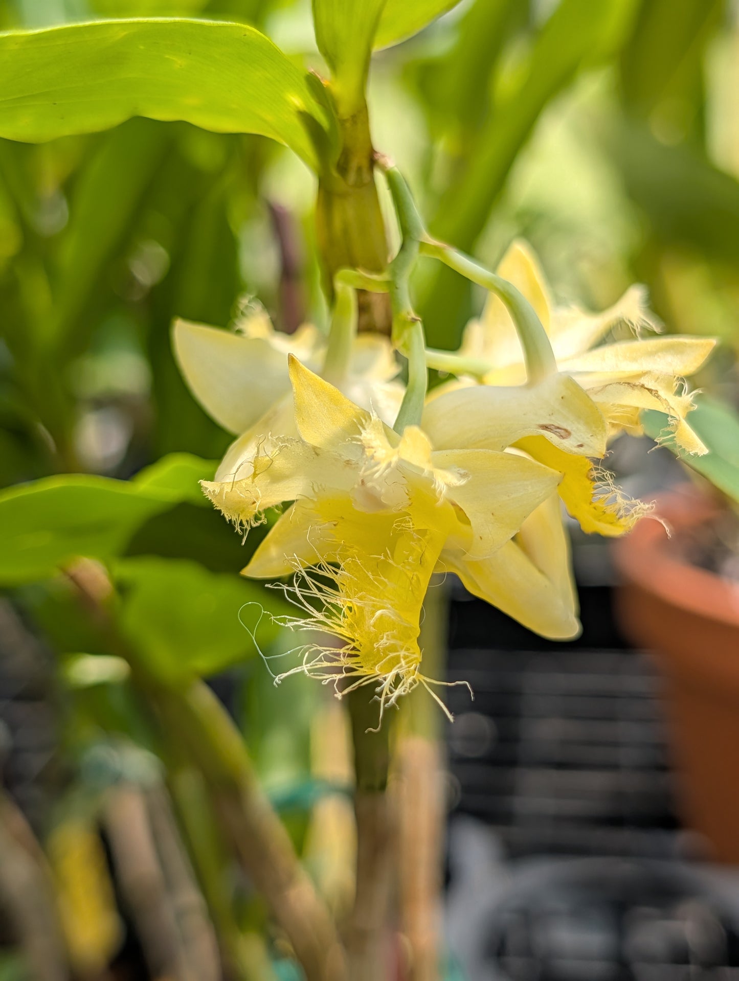 Dendrobium roslii | BS not in bloom | 3" pots