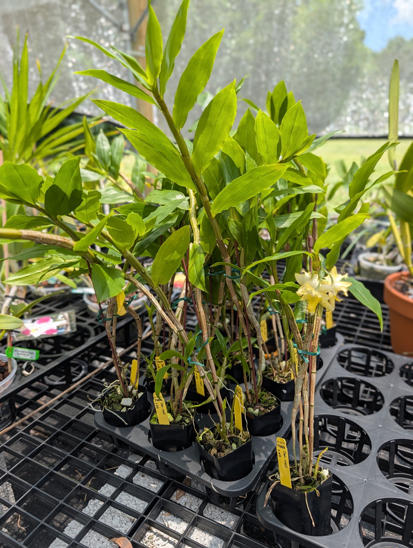 Dendrobium roslii | BS not in bloom | 3" pots