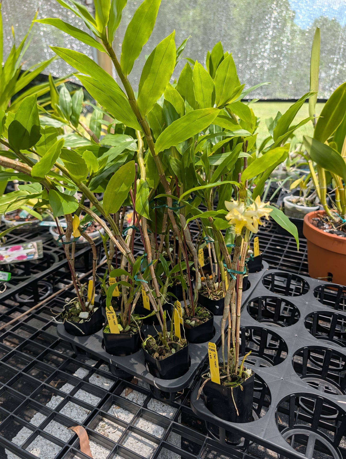Dendrobium roslii | BS not in bloom | 3" pots