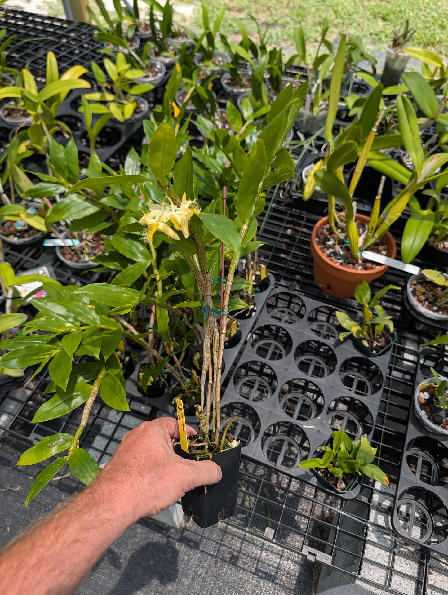 Dendrobium roslii | BS not in bloom | 3" pots