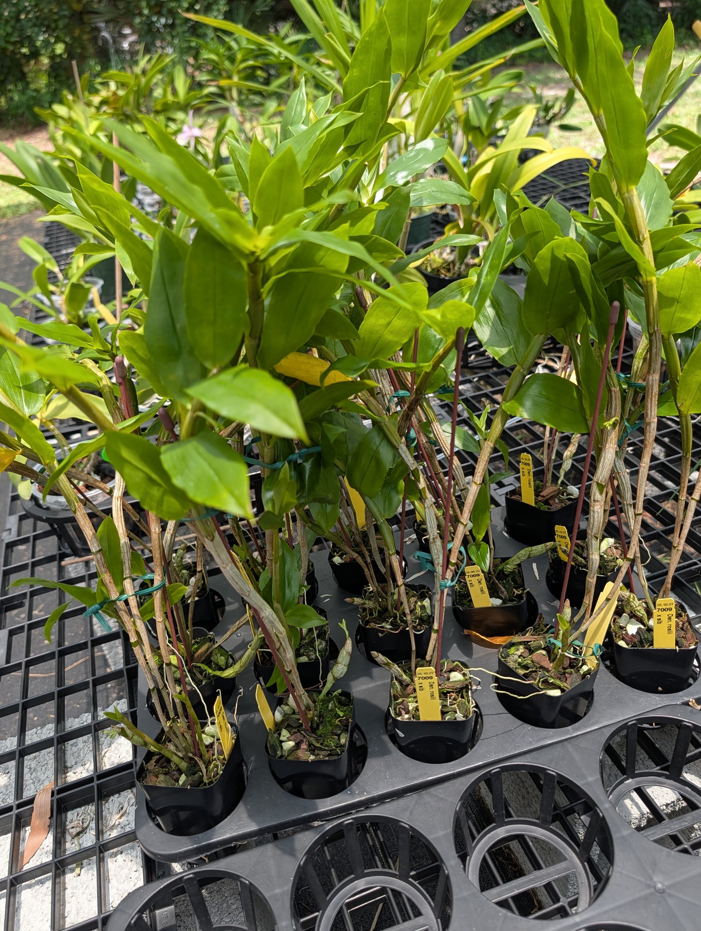 Dendrobium roslii | BS not in bloom | 3" pots