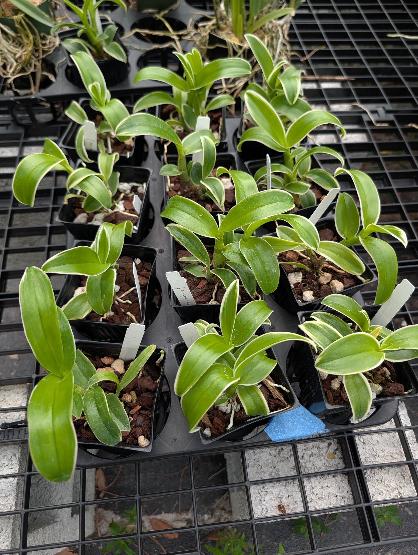 Dendrobium Burana Jade (Variegated) | NBS