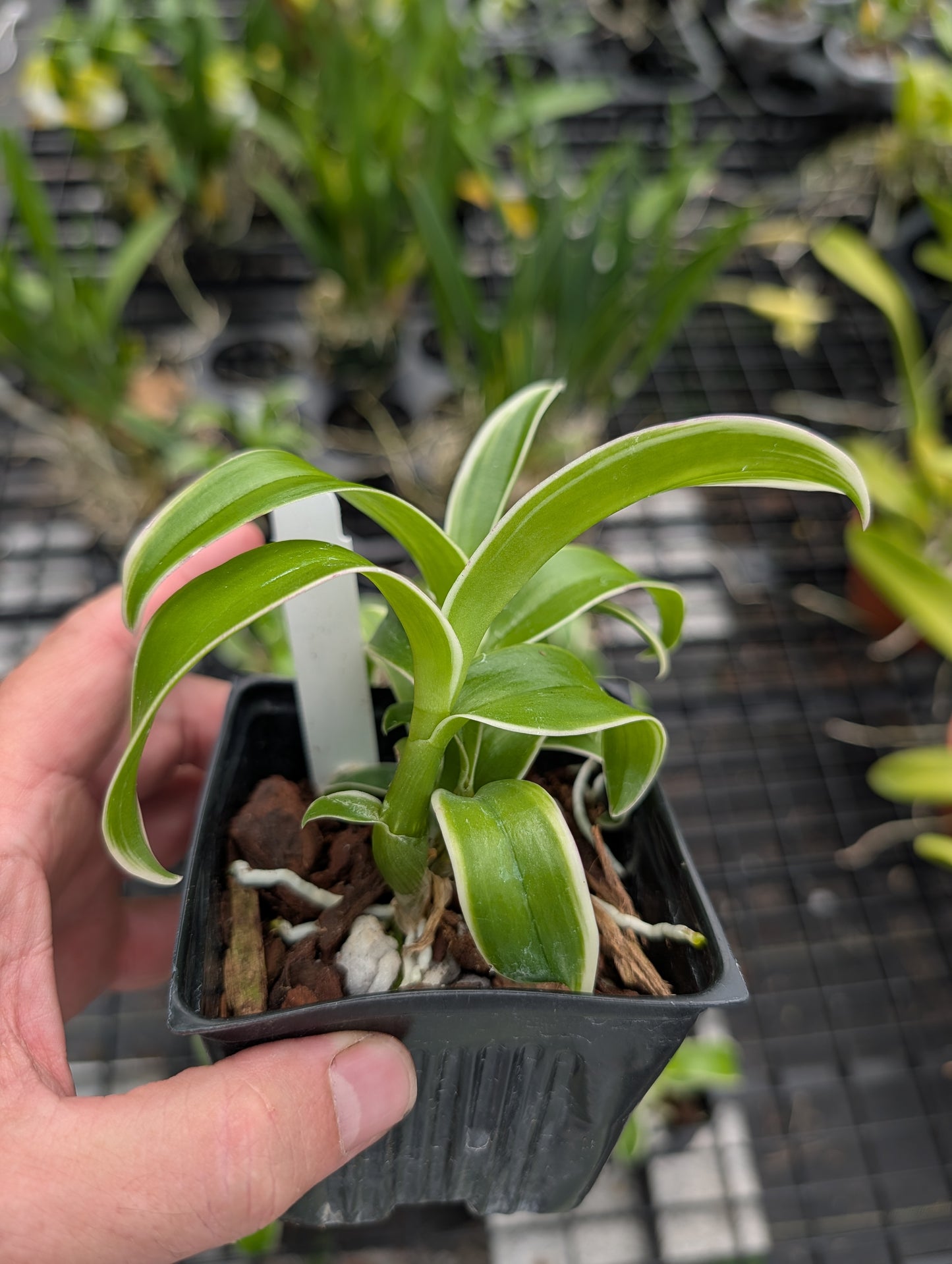 Dendrobium Burana Jade (Variegated) | NBS