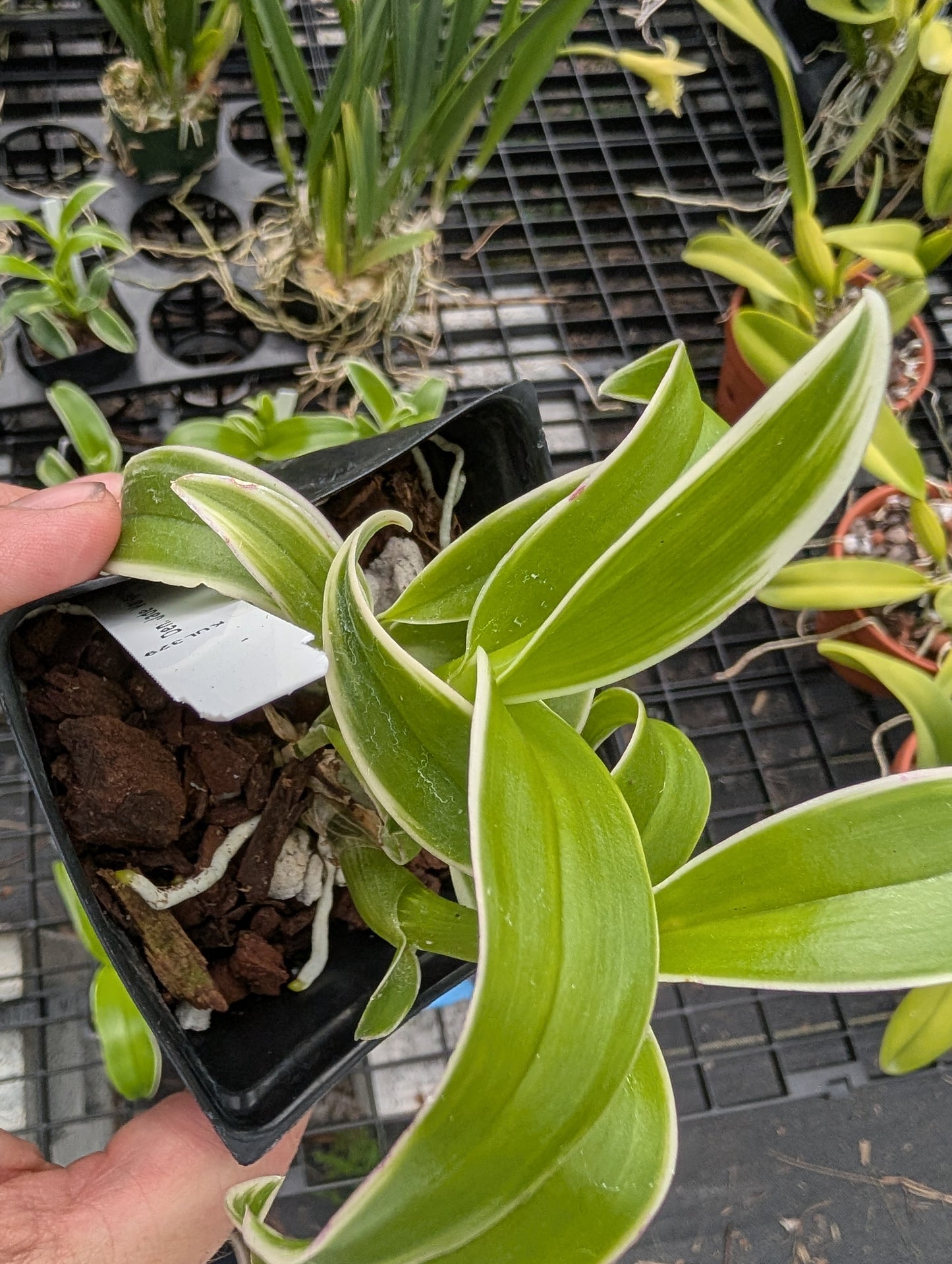 Dendrobium Burana Jade (Variegated) | NBS