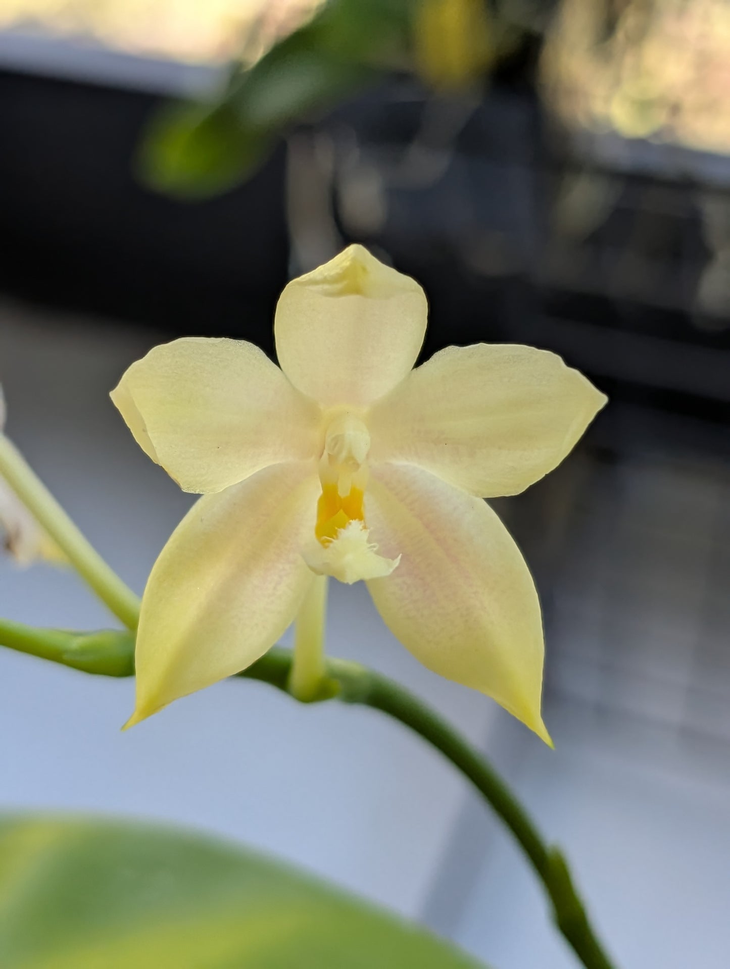 Phal Jennifer Palermo