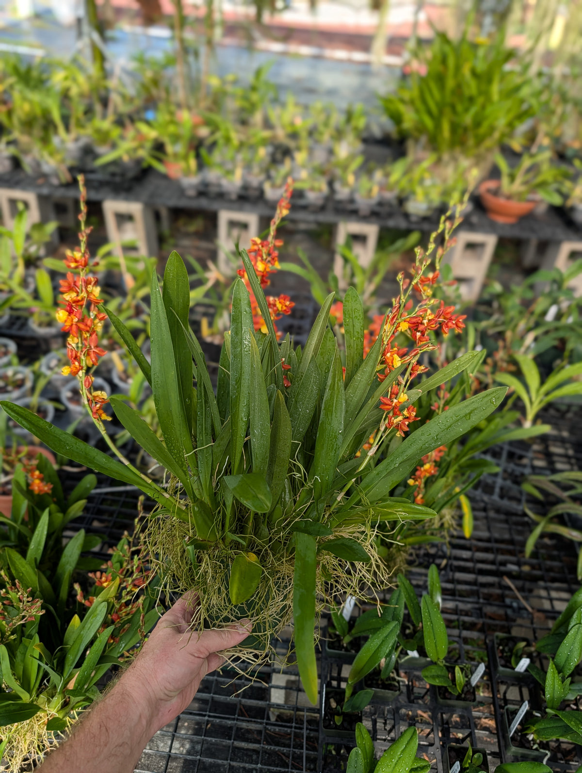 Oncda. Volcano Midnight ‘Volcano Queen’ | Mature Large Plants