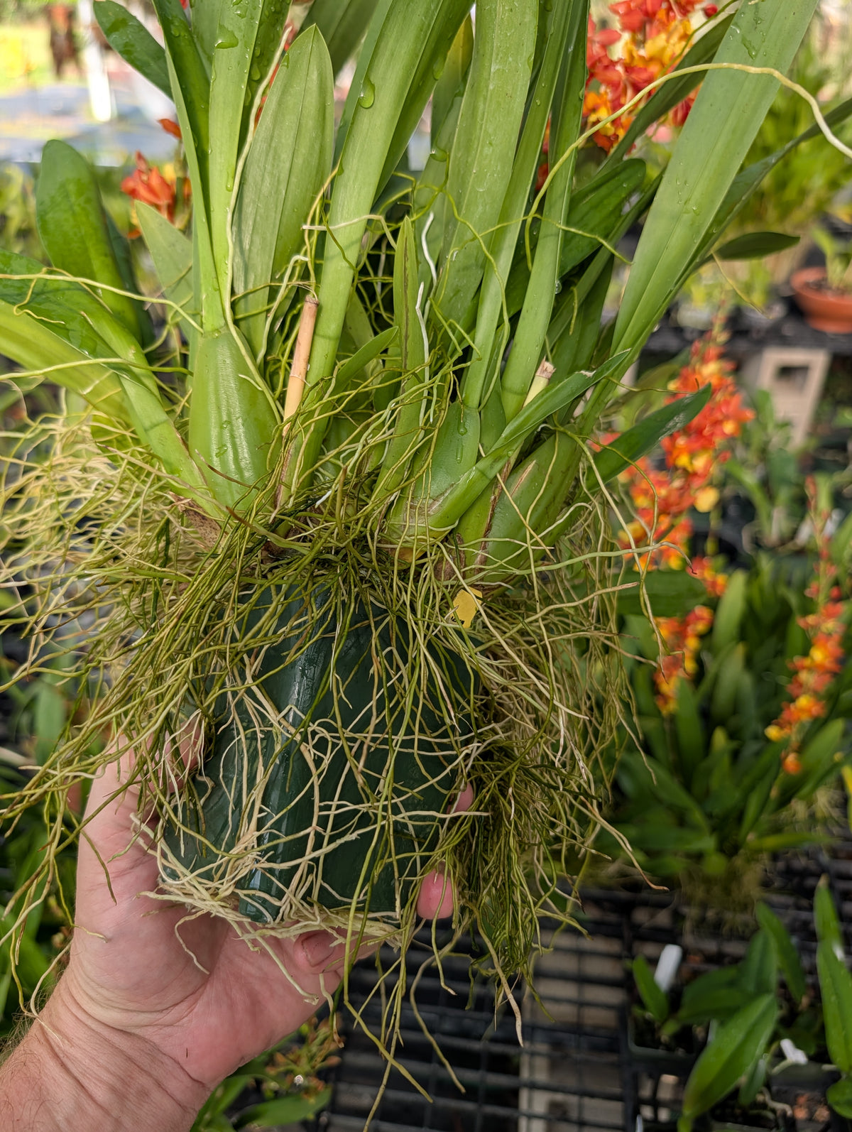 Oncda. Volcano Midnight ‘Volcano Queen’ | Mature Large Plants