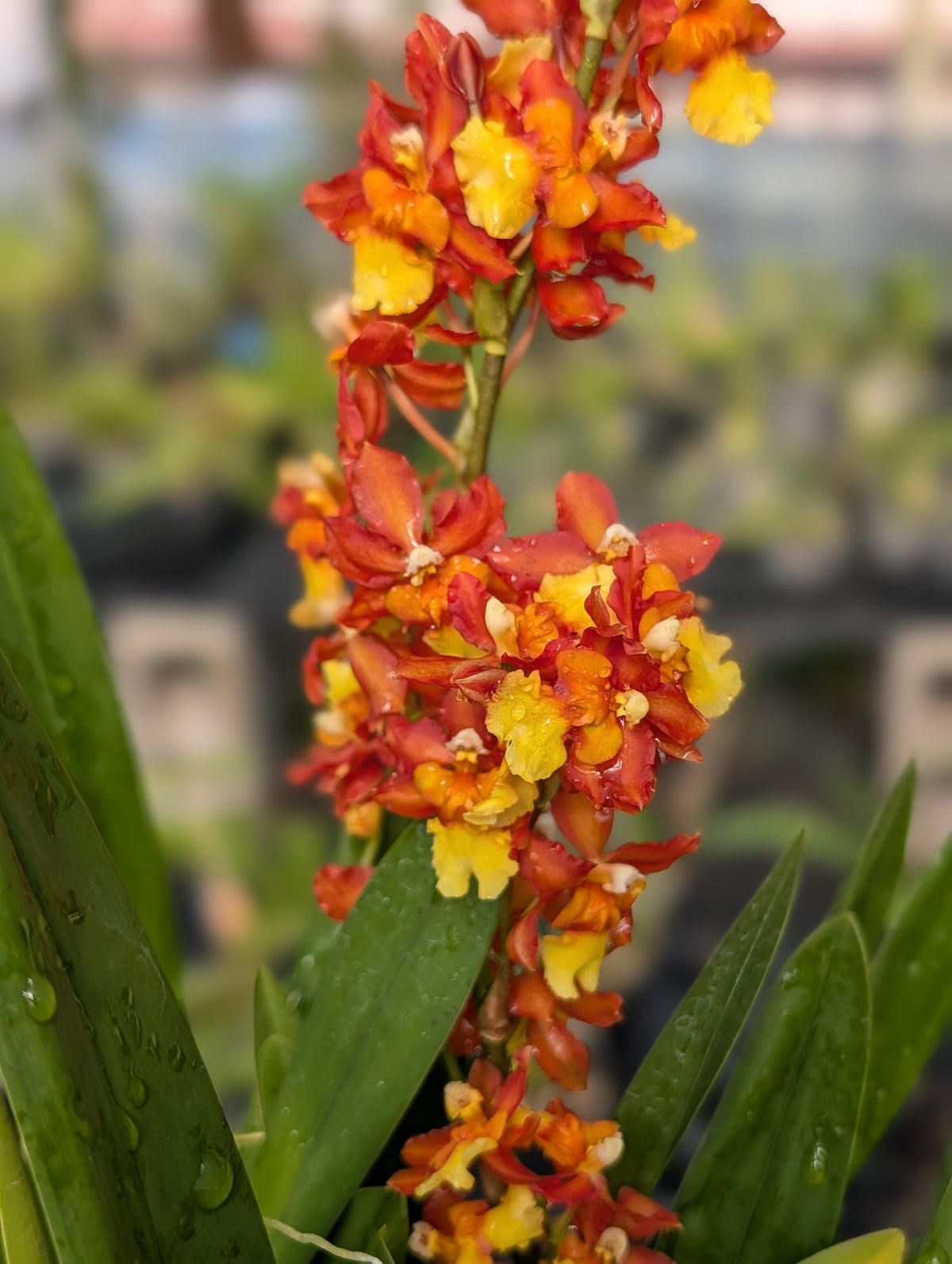 Oncda. Volcano Midnight ‘Volcano Queen’ | Mature Large Plants