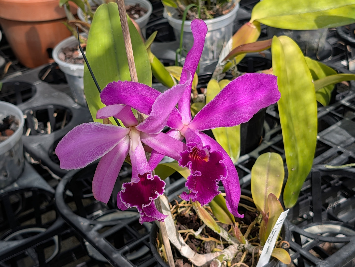 C.  jenmanii v. rubra x sib | 5" pot | In flower exact flower picture