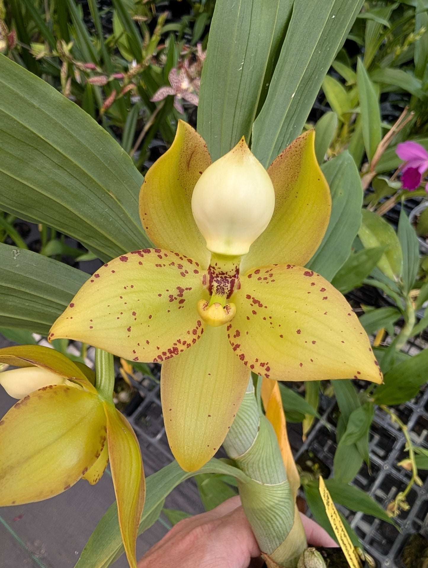 Cycnoches and Catasetum Grab Bag