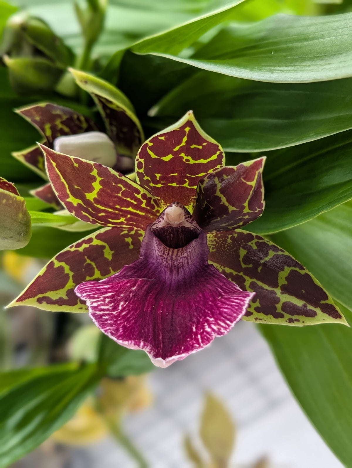 Gptm. Hokulea 'Red Stars' | In Flower