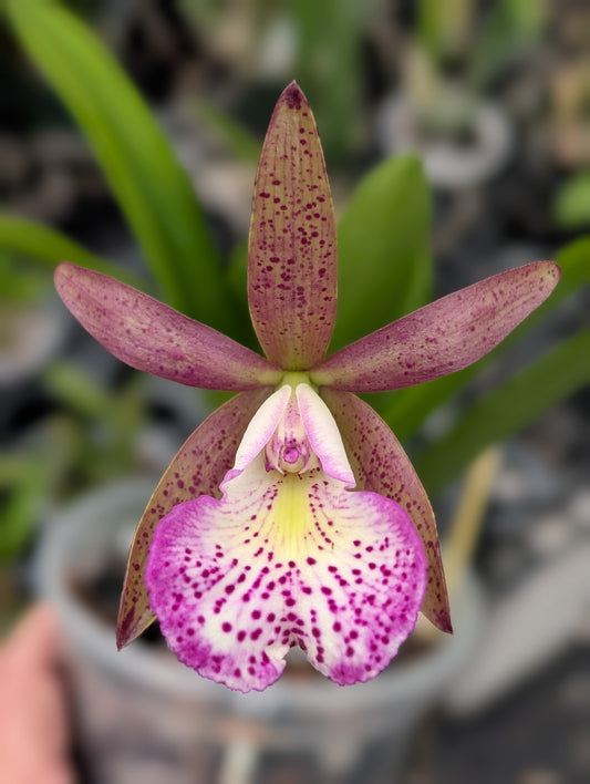 C. Walter August 4N 'Purple Dogs' x C. Peckaviensis 'HOF' | BS not in bloom