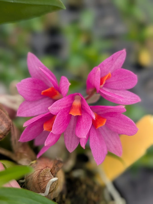 Den. Hibiki 'Tiny Bubbles' FCC/AOS | Blooming size not in bloom