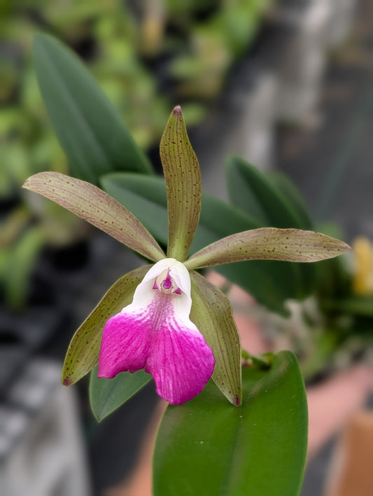 Bc. Tigrinodosa 4N '#2' x C. Peckhaviensis 'HOF' | 3" pot | BS not in Bloom