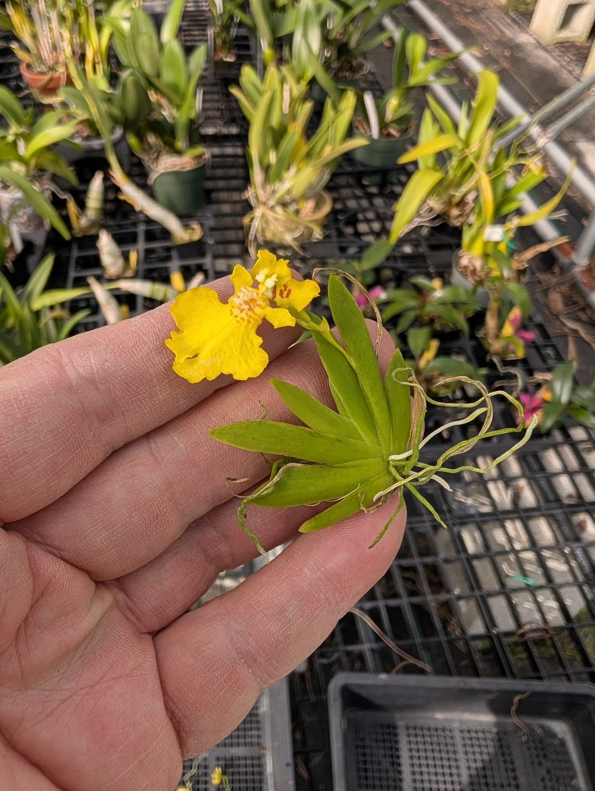 Psygmorchis pusilla | BS not in bloom | Miniature