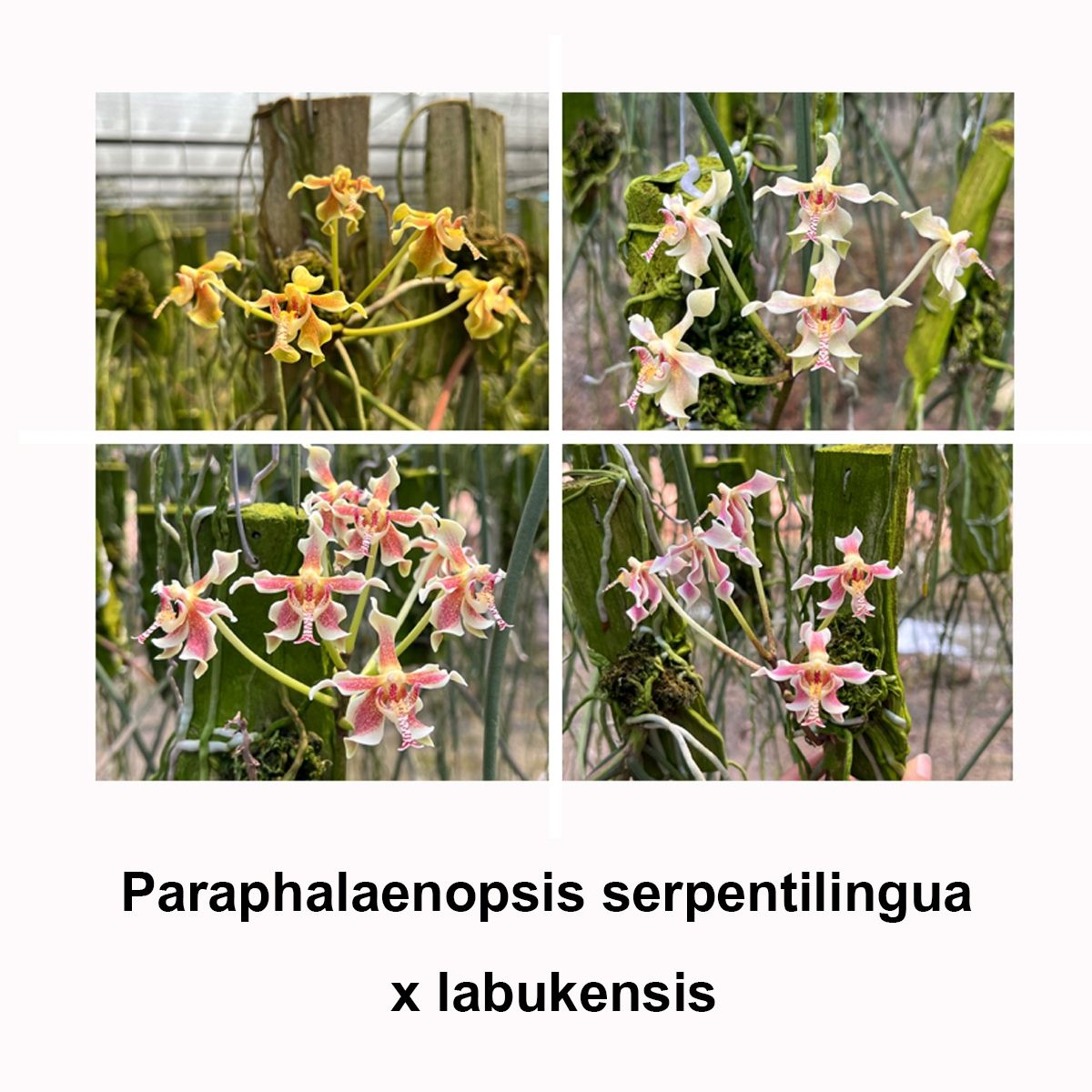 Paraphalaenopsis Nusantar| BS New Import