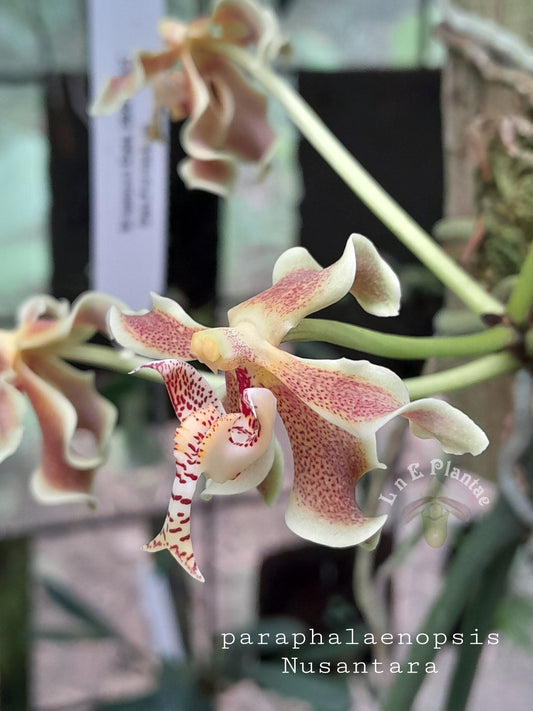 Paraphalaenopsis Nusantar| BS New Import