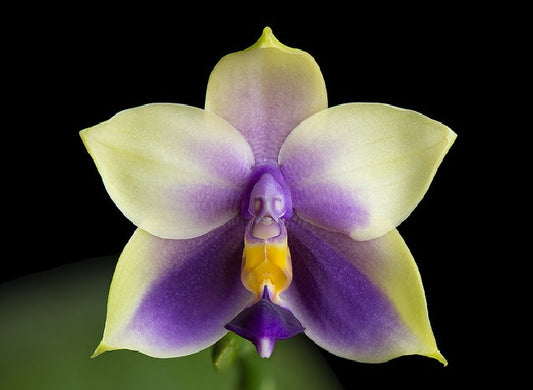 Phal. bellina var coerulea | Blooming size not in bloom