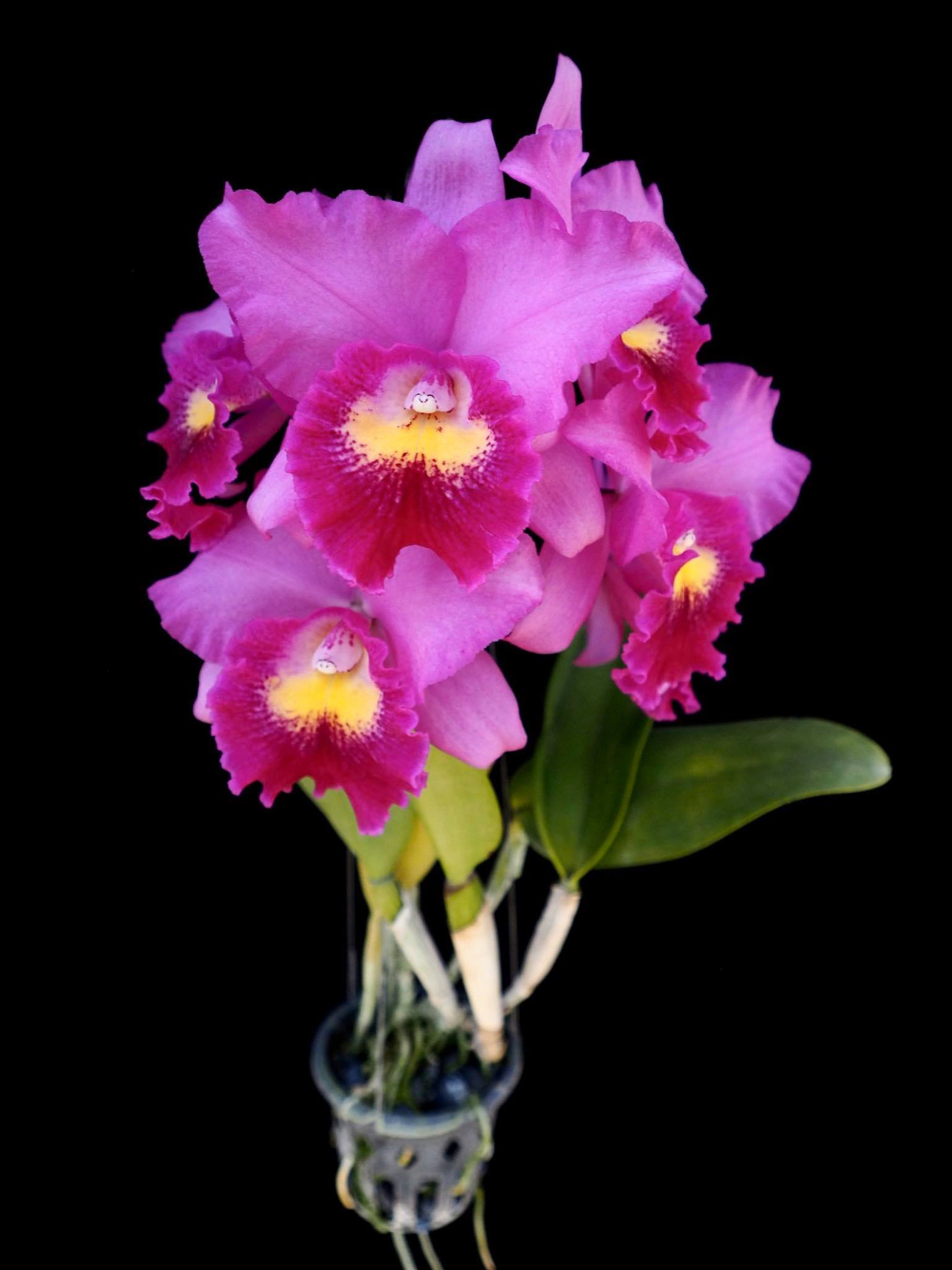 Cattleya – Page 3 – Barefoot Orchids