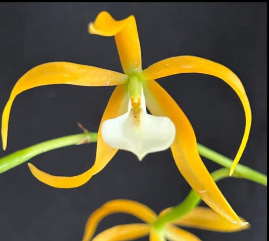 Prosavola notell | Live Blooming size Orchid Not in bloom | Fragrant